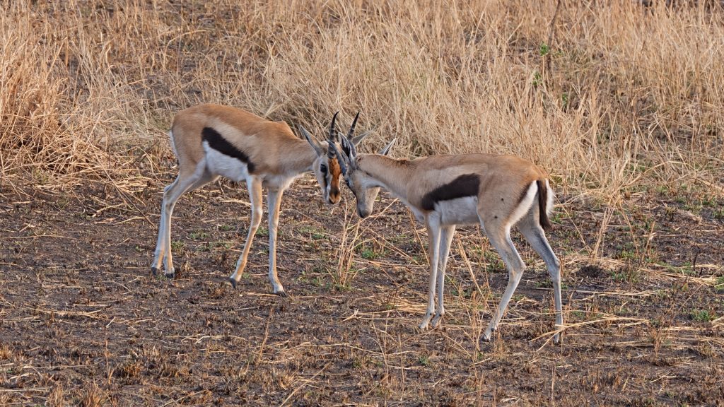 Antelopes of Tanzania