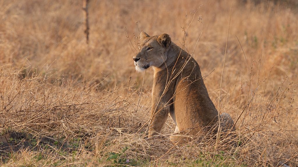 Lioness in the Serengeti, Tanzania