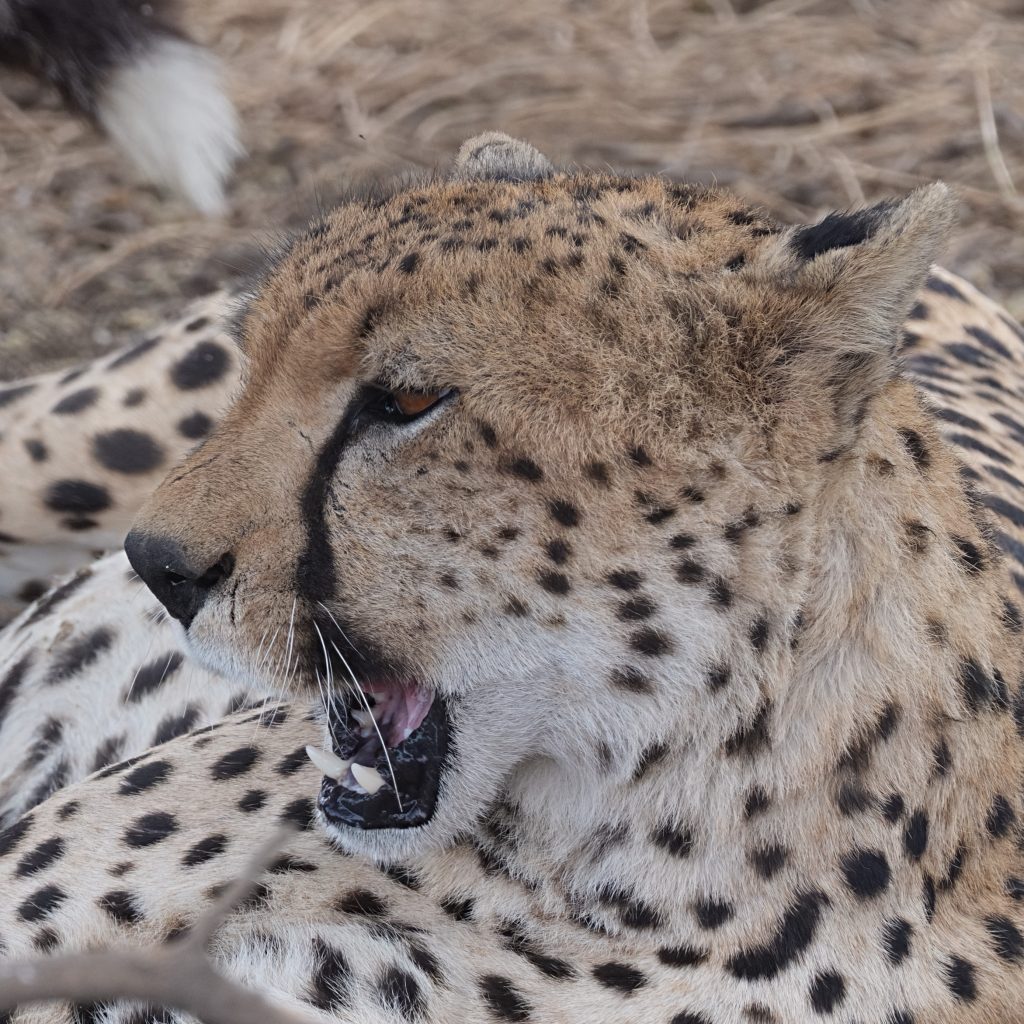 Cheetah