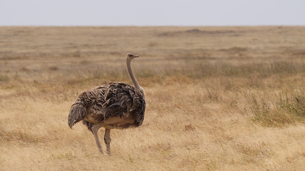 Ostrich