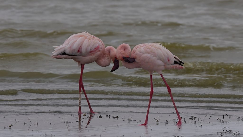Two flamingos at Ngorongoro Crater, Tanzania