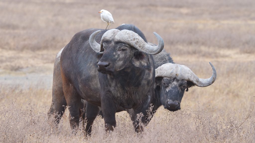 Buffalo