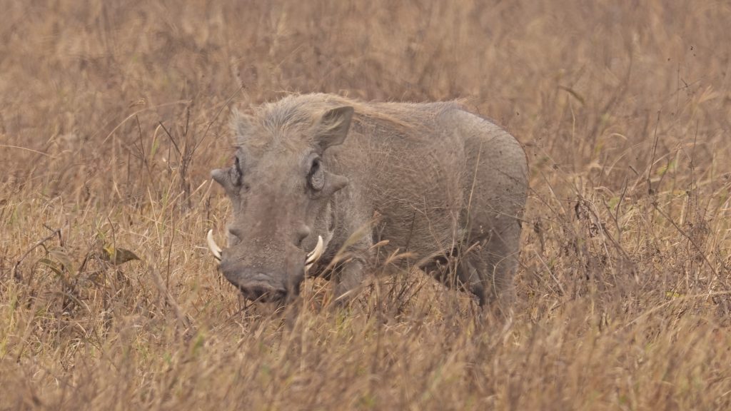 Warthogs