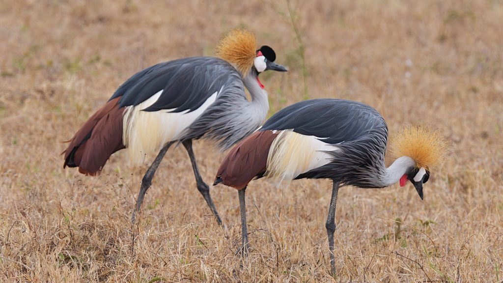 Crowned Cranes in Tanzania