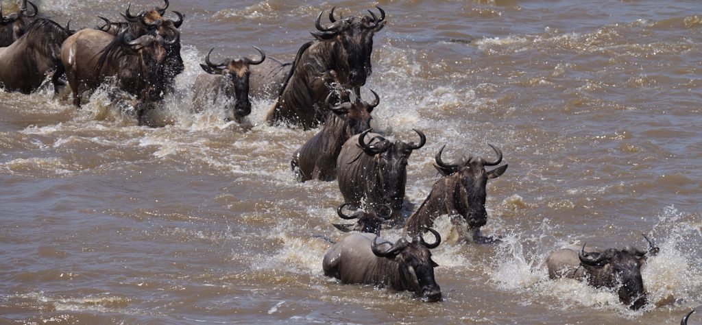 The Great Wildebeest Migration