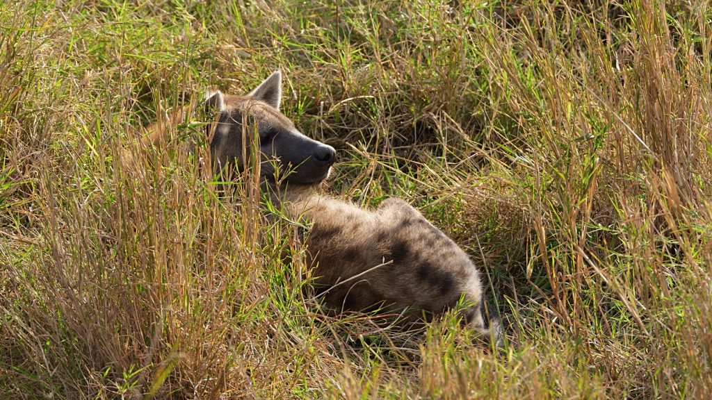 Spotted Hyena