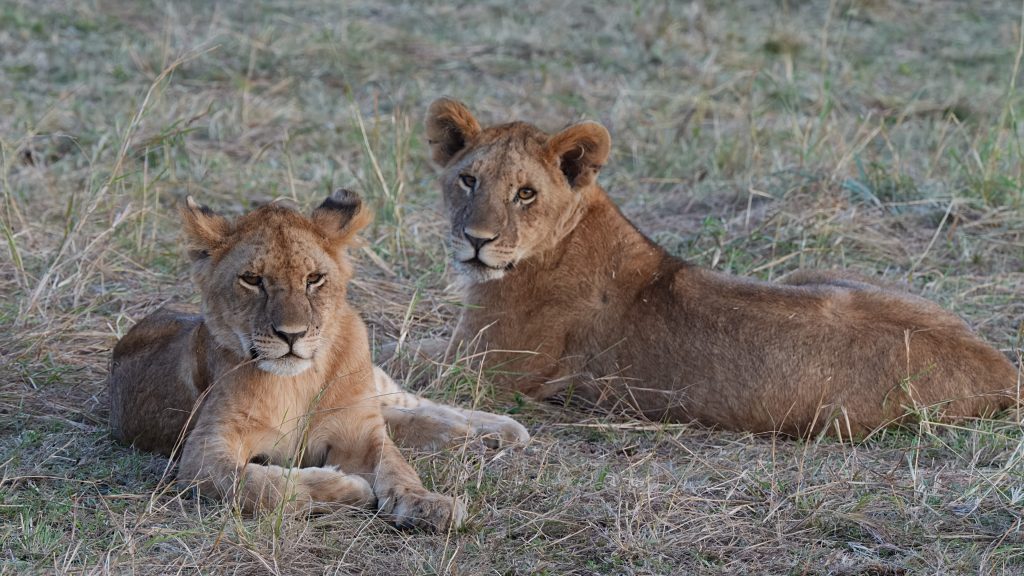 Lions of Tanzania