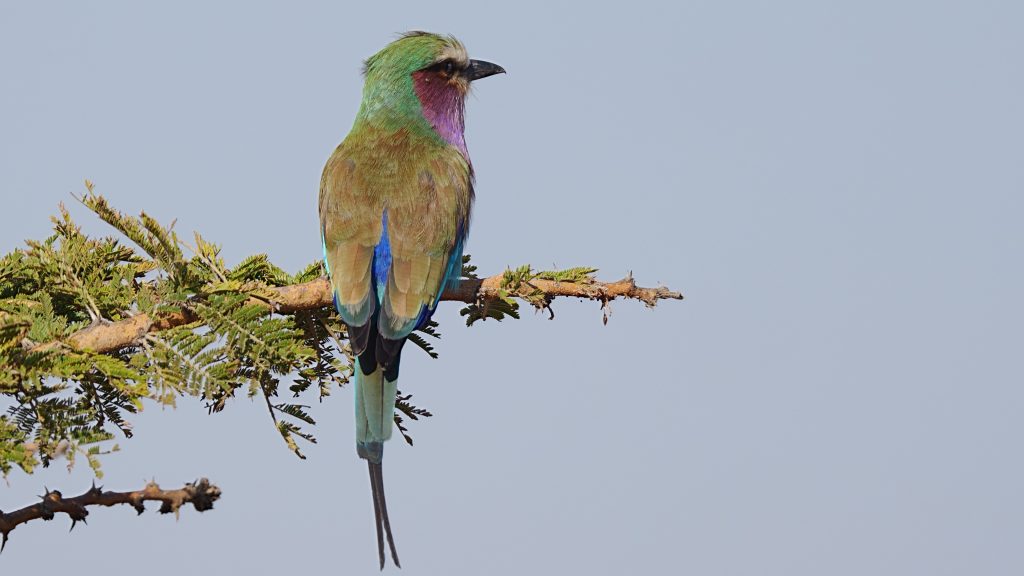 Lilac-breasted Roller