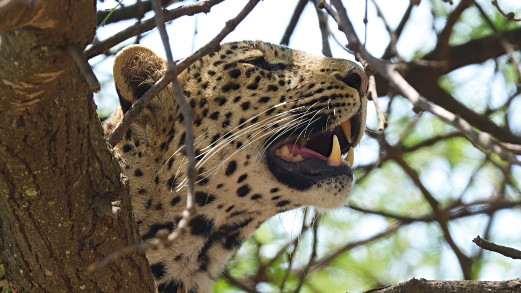 Leopard