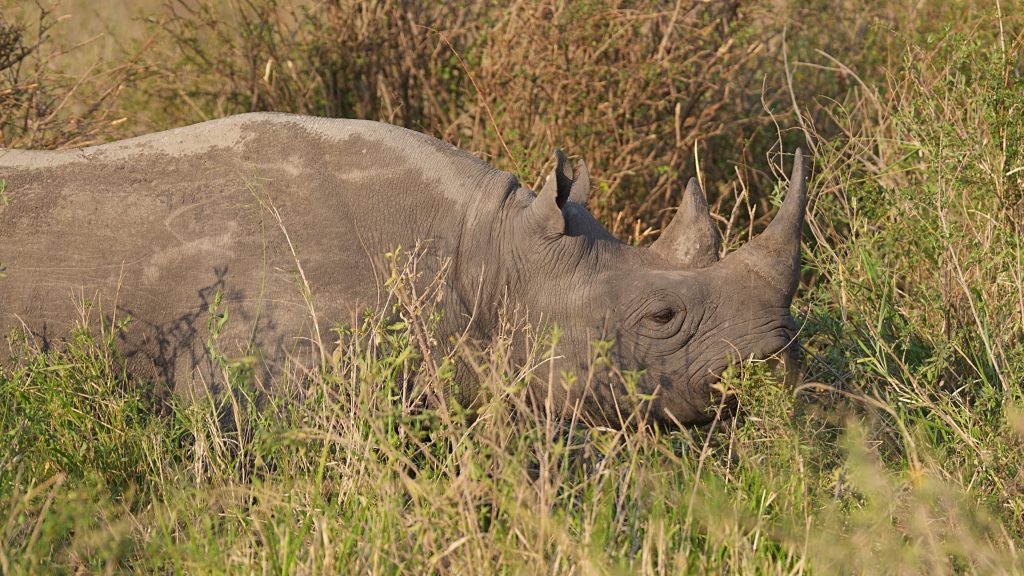 Black and White Rhinoceros