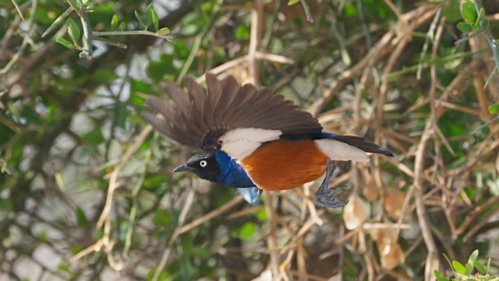 Superb starling and Hildebrandt’s Starling