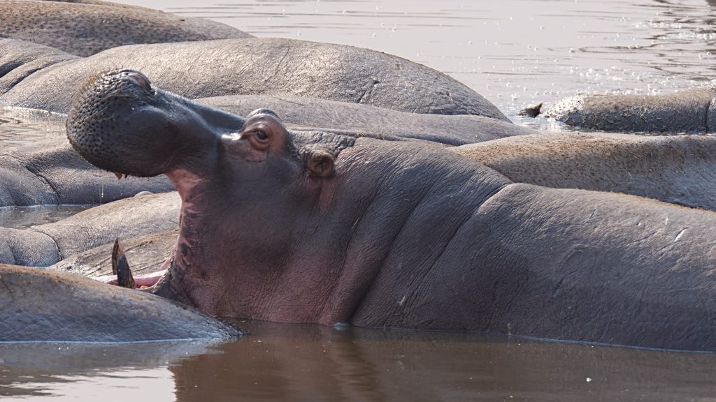 Hippopotamus