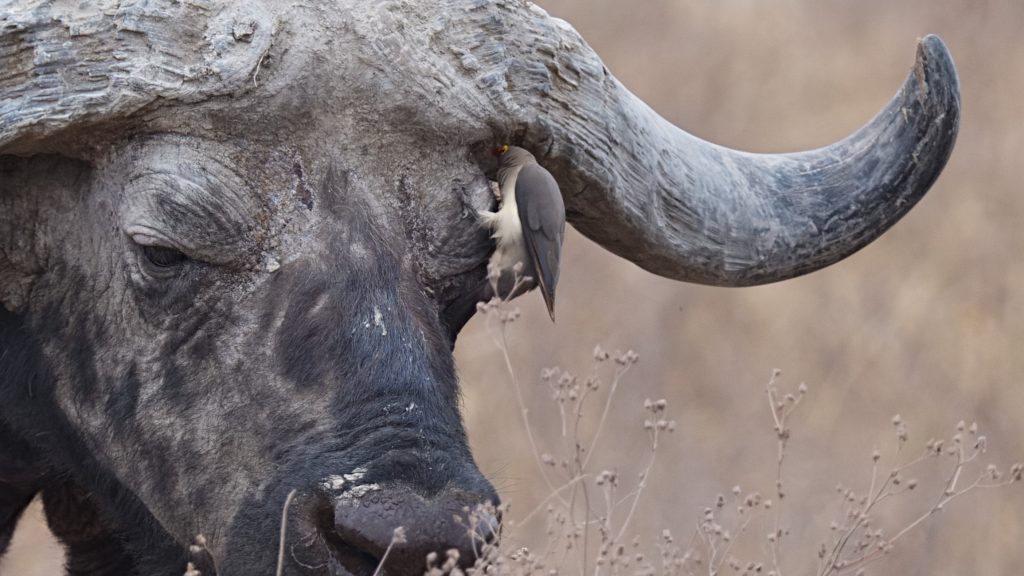 Birds with Large Mammals