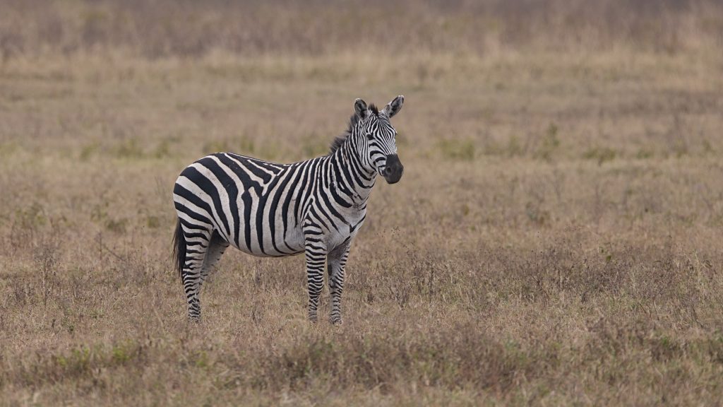 Zebra