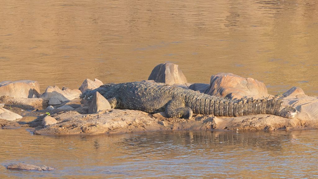 Crocodile