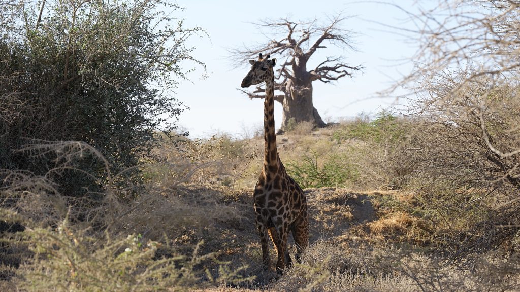 Baobab Tree behind the Giraffe