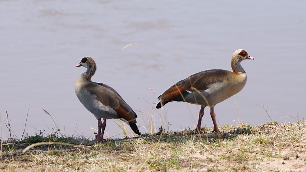 Egyptian Goose