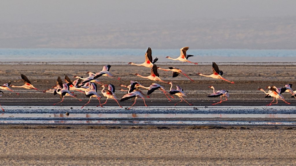 Flamingos at Lake Natron, Tanzania
