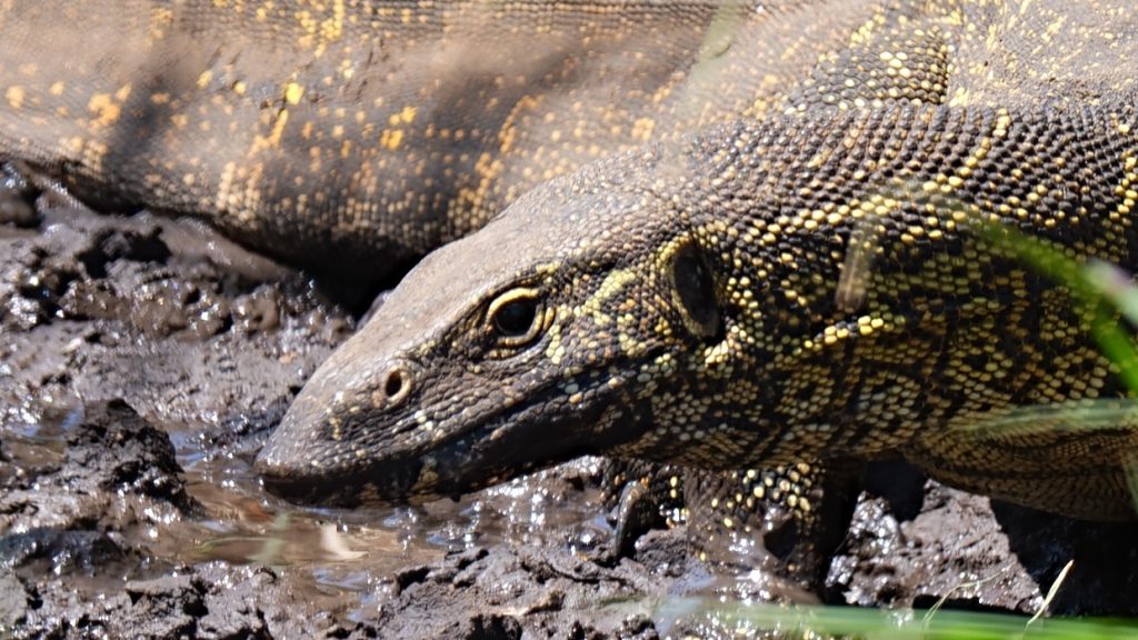 Nile Monitor