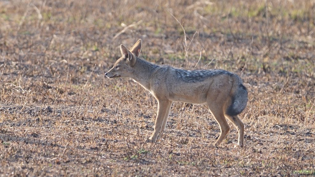 Black-backed Jackals
