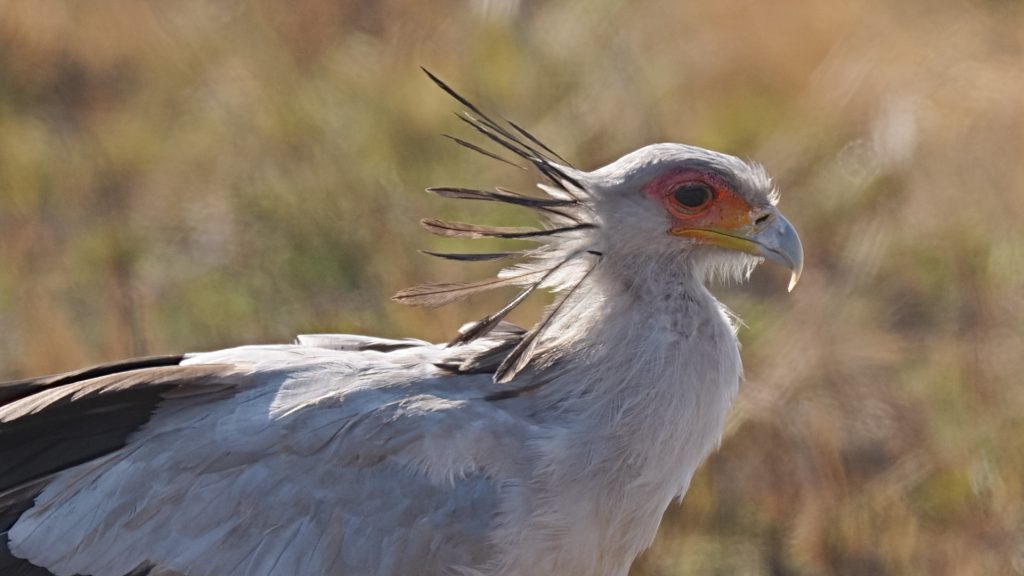 Secretarybird