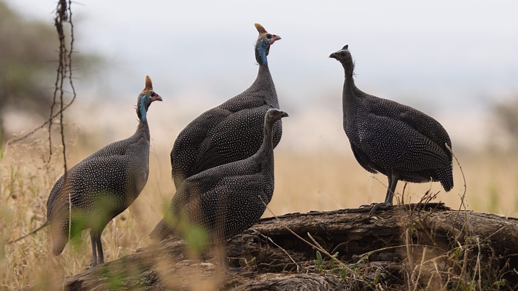 Helmeted Guineafowl