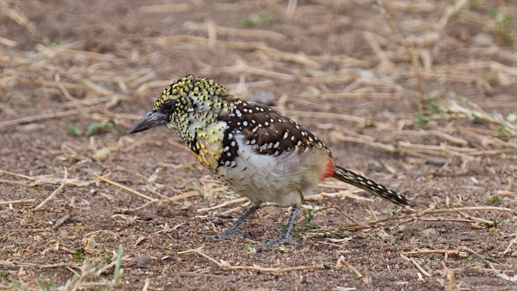 D’Arnaud’s Barbet