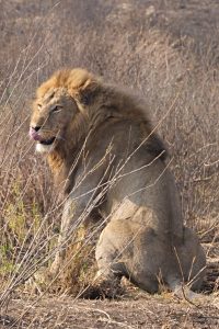 lions