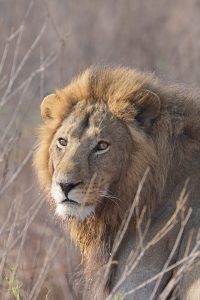 King of the Serengeti